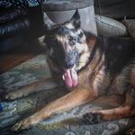 rex garner - @rex_is_the_best_dog Instagram Profile Photo
