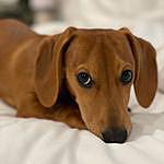 Archie Rex Gilham - @archie.thedoxie Instagram Profile Photo