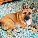 Rhonda L. Kershaw - @lola_the__army_dog Instagram Profile Photo