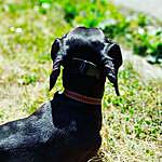 Richard (dachshund) - @richard_dachshund_ Instagram Profile Photo