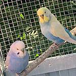 Richard Isaacs - @clearwing.budgies.aus Instagram Profile Photo