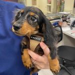 Richard the Wiener Dog - @lildickie_dawg Instagram Profile Photo