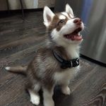 Ricky - @husky.ricky Instagram Profile Photo