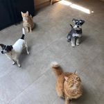 Pets Of The Ricketts Family - @rickettspets Instagram Profile Photo
