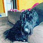 Ricky Isham - @dog_lover_walter Instagram Profile Photo