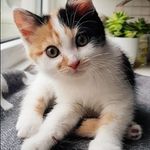 Rita Nichols - @fam.kitties Instagram Profile Photo