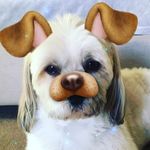 Rocky Clift - @dog_with_a_blog_1 Instagram Profile Photo