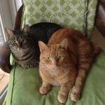 Rodney and Ginger - @rodgercats Instagram Profile Photo