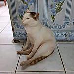 Ronald (Cheems Cat) - @cheemscatofficial Instagram Profile Photo