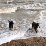 Woody and Ronnie - @ronnie_woodyspaniels Instagram Profile Photo
