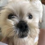 Roscoe Anderson - @rescueddoggo Instagram Profile Photo