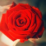 Red_Rose - @red_roses.flowers Instagram Profile Photo