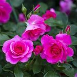 Rose flowers - @rose.flowers.iran Instagram Profile Photo