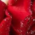 Rose Irvin - @rose.irvin.779 Instagram Profile Photo