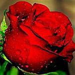 rose tabor - @taborrose Instagram Profile Photo