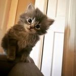 Rosemary Young - @rosemary.and.cats_ Instagram Profile Photo