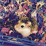 Gumball Rosetta Bishop - @gumballrosetta Instagram Profile Photo