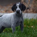 Rosie The Pointer - @rosie.the.pointer Instagram Profile Photo