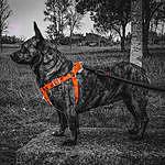 Rosita - @small.azorean.dog Instagram Profile Photo
