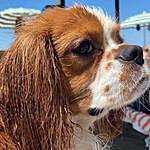 Roy Giannotti - @roy_thecavalierking Instagram Profile Photo