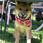 Macarena Rubi Lanz - @macatheshiba Instagram Profile Photo