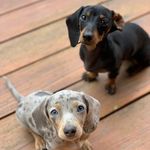 Ruby and Teeter - @evergreen_doxies Instagram Profile Photo