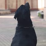 Ruby - @ruby_the_weiler Instagram Profile Photo