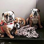 Ruby, Rose and Winston - @neville_bulldogsau Instagram Profile Photo