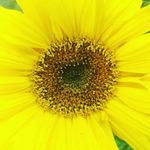 Russell Courtney - @rjc_the_gardener Instagram Profile Photo