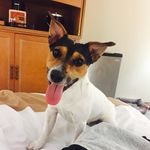 Jasper Marcotte - @jasperthe.jackrussell Instagram Profile Photo