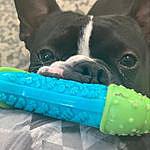 Russell Mcconnell - @russelltheboston_1 Instagram Profile Photo