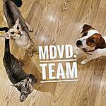Jack Russell and Oriental cats - @mdvd.team Instagram Profile Photo