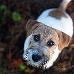 Manu Jack Russell Terrier - @jackrussell_manu Instagram Profile Photo