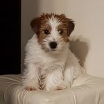 Max, Jack Russell Terrier - @max_jackrussell_terrier Instagram Profile Photo