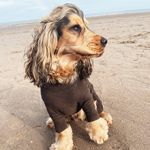 Russell Todd - @russell_sablespaniel Instagram Profile Photo