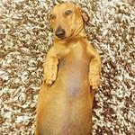 Rusty Beaver. - @rusty_the__sausage_dog Instagram Profile Photo