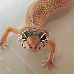 Rusty - @rusty_the_leopard_gecko Instagram Profile Photo