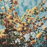 Sandra Denney - @sandra_75429 Instagram Profile Photo