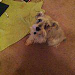 Scottie,Rosta,and Sophie - @2dogsand1cat Instagram Profile Photo