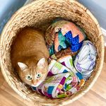 Shannon Bohannon - @quilts.and.cats Instagram Profile Photo