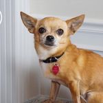 Shannon Bowman - @pitapocketdog Instagram Profile Photo