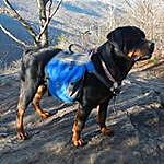 Sharon Connell - @firefly_rottweilers Instagram Profile Photo