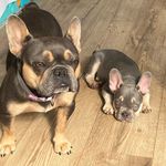 Sharon Wright - @3_frenchies_1_mini_dachshund Instagram Profile Photo