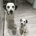 Sharon Dunn - @oliver.spencer.zena.dalmatians Instagram Profile Photo