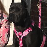 Sharon Hayes - @pabs.the.canecorso Instagram Profile Photo