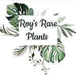 Sharon Morel - @roys_rare_plants Instagram Profile Photo