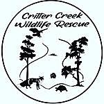 Shawna Wilson - @crittercreek_wildlife Instagram Profile Photo