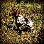 Sheena Collins - @ladydogtrainer Instagram Profile Photo