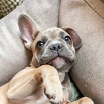 Shelby | French Bulldog - @afrenchienamedshelby Instagram Profile Photo