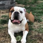 Finnegan Shelby - @finnthebulldoggy Instagram Profile Photo